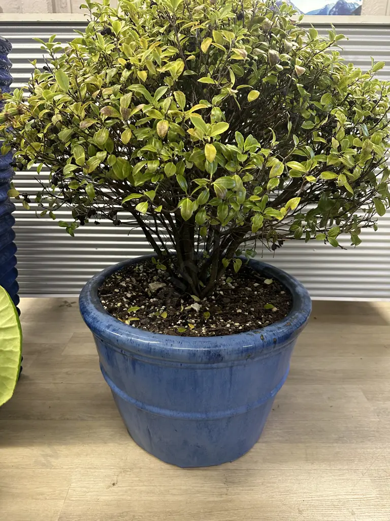 Pittosporum Plant In Large Size Blue Round Glazed Pot H91cm. Image 1++