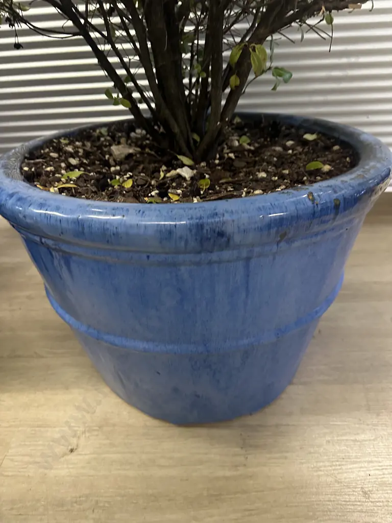 Pittosporum Plant In Large Size Blue Round Glazed Pot H91cm. Image 1++