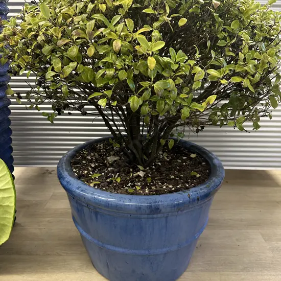Pittosporum Plant In Large Size Blue Round Glazed Pot H91cm.