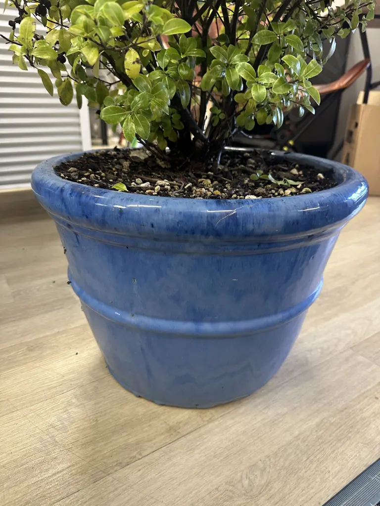 Pittosporum Plant In Medium Size Blue Round Glazed Pot H77cm. Image 1++