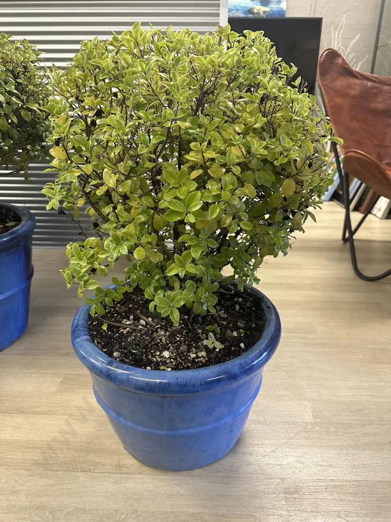 Pittosporum Plant In Medium Size Blue Round Glazed Pot H77cm. Image 1++