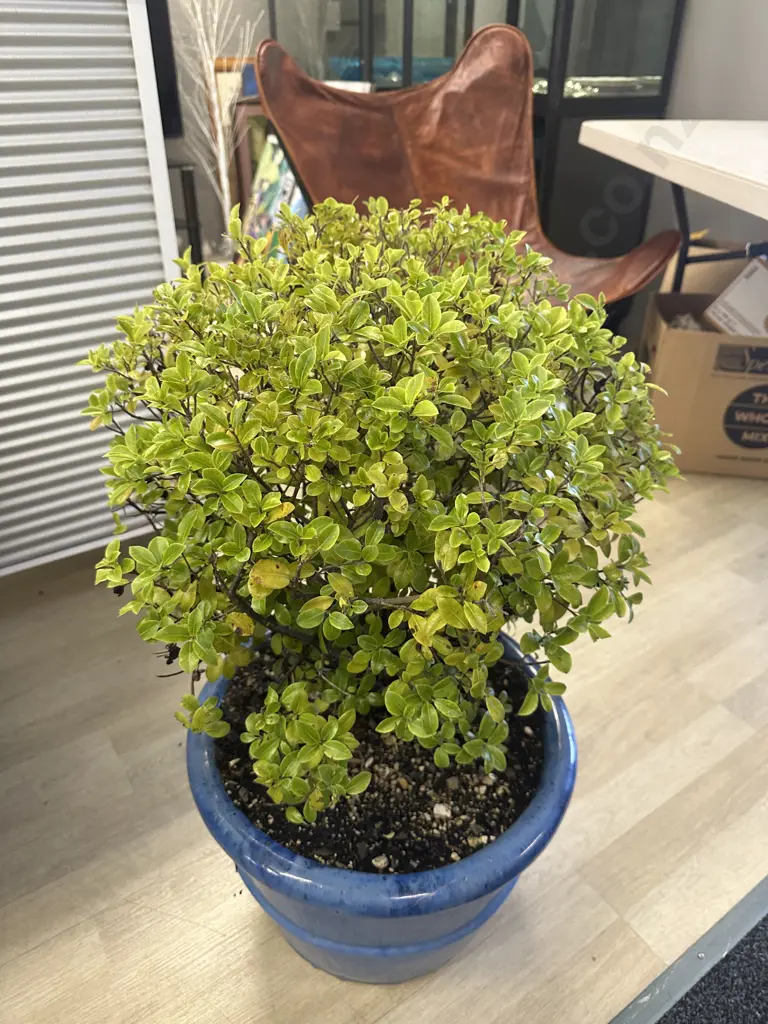Pittosporum Plant In Medium Size Blue Round Glazed Pot H77cm. Image 1++