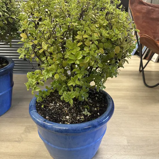 Pittosporum Plant In Medium Size Blue Round Glazed Pot H77cm.
