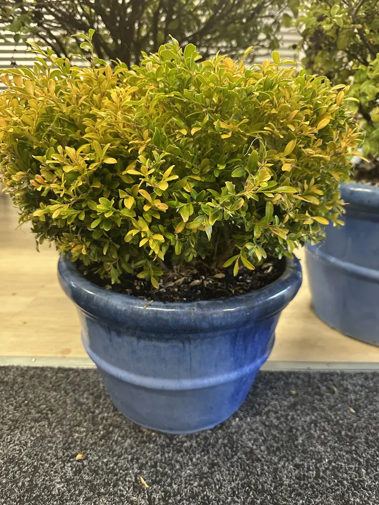 PittospoBuxus Plant In Small Size Blue Round Glazed Pot H42cm. Image 1++
