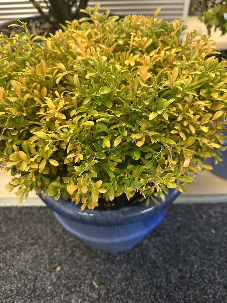 PittospoBuxus Plant In Small Size Blue Round Glazed Pot H42cm. Image 1++