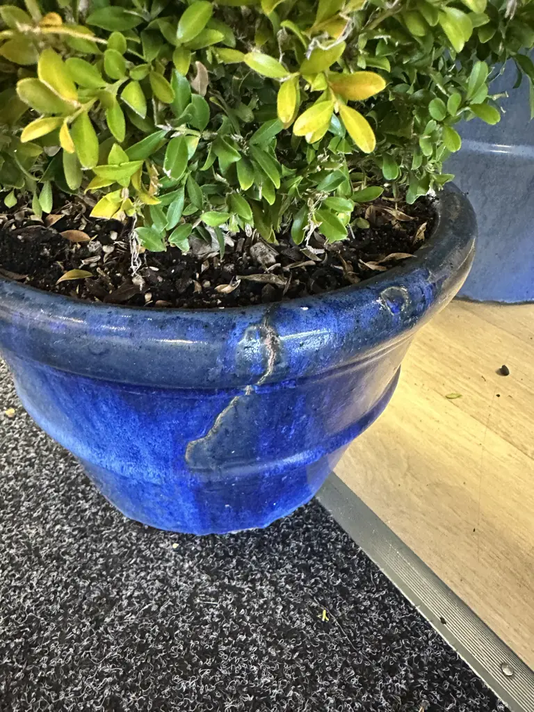 PittospoBuxus Plant In Small Size Blue Round Glazed Pot H42cm. Image 1++