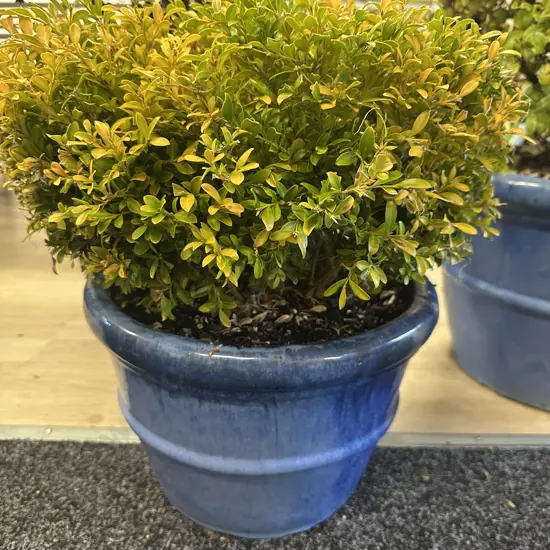 PittospoBuxus Plant In Small Size Blue Round Glazed Pot H42cm.
