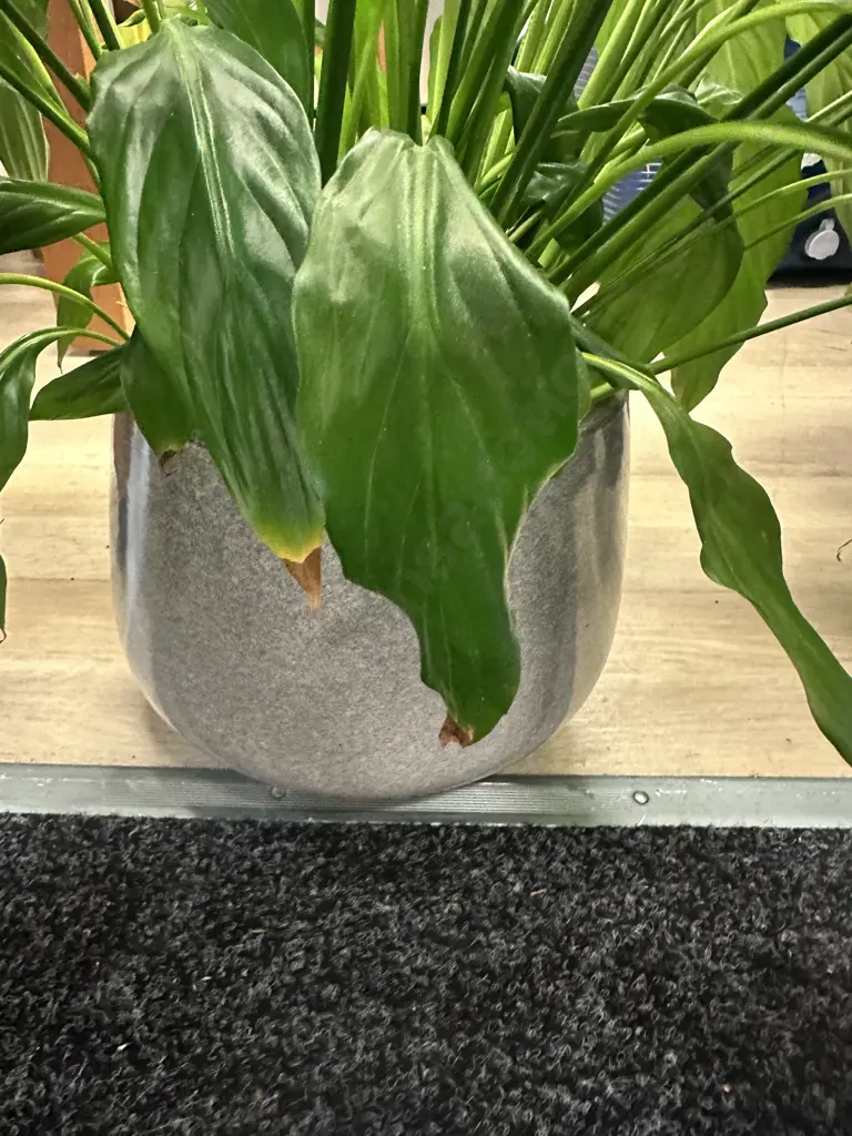Peace Lily In Plant Pot. H91cm Image 1++