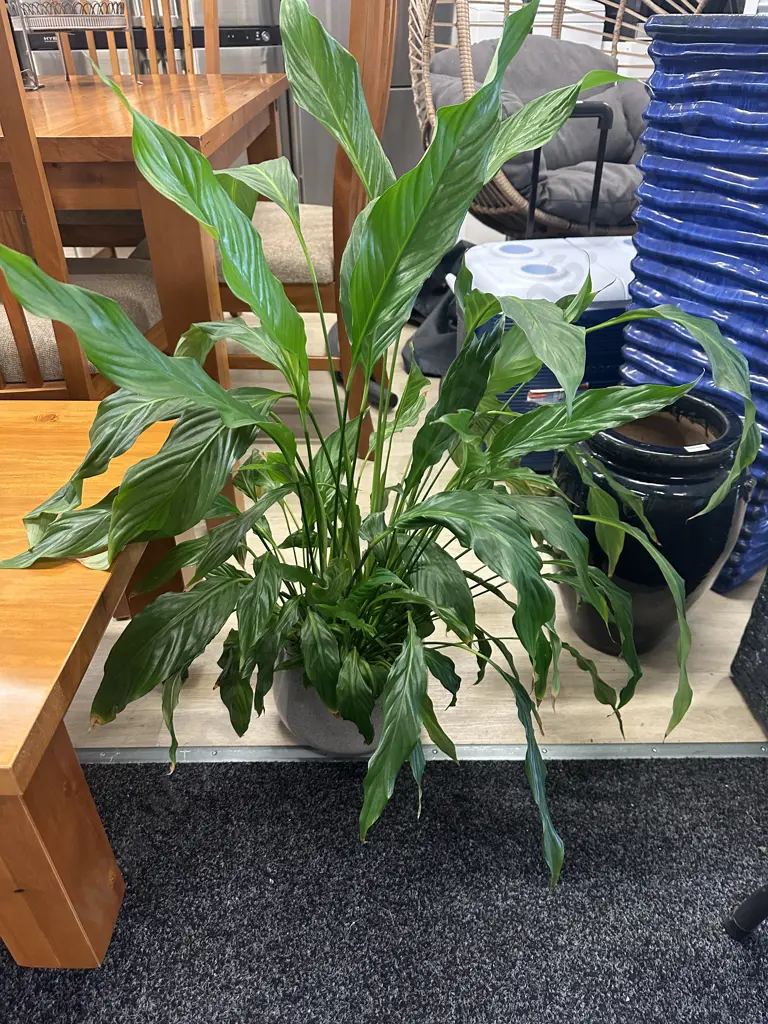 Peace Lily In Plant Pot. H91cm Image 1++