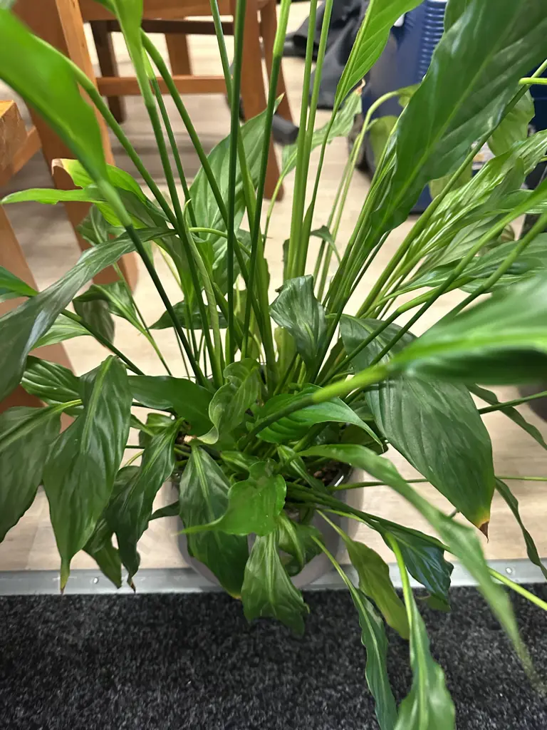 Peace Lily In Plant Pot. H91cm Image 1++