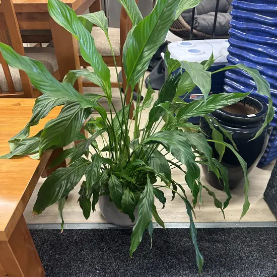 Peace Lily In Plant Pot. H91cm