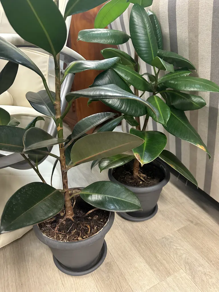 Pair of Rubber Plants. H114 & 86cm Image 1++