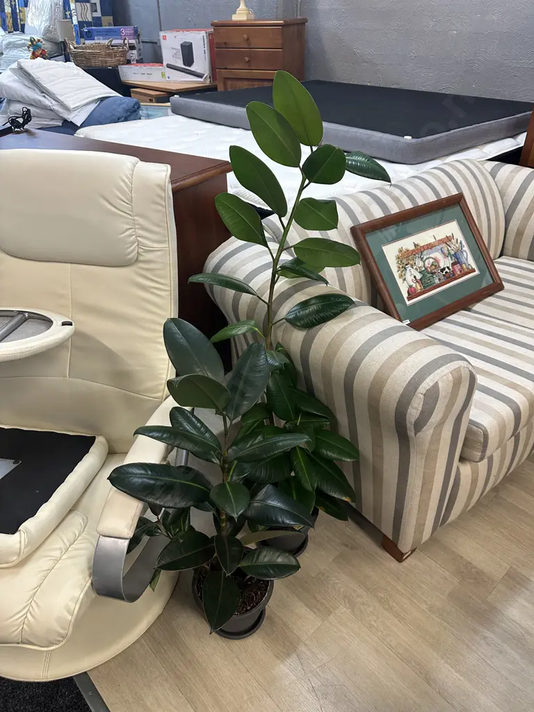 Pair of Rubber Plants. H114 & 86cm Image 1++