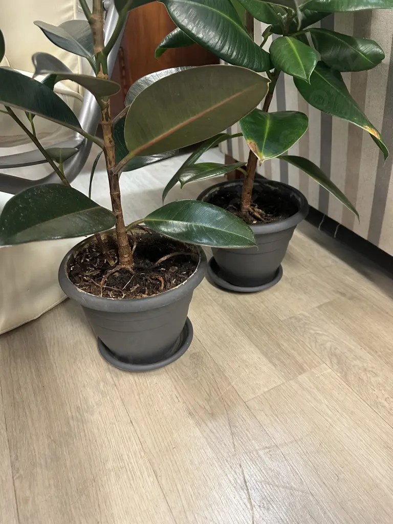 Pair of Rubber Plants. H114 & 86cm Image 1++
