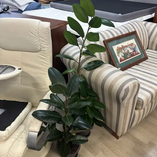 Pair of Rubber Plants. H114 & 86cm