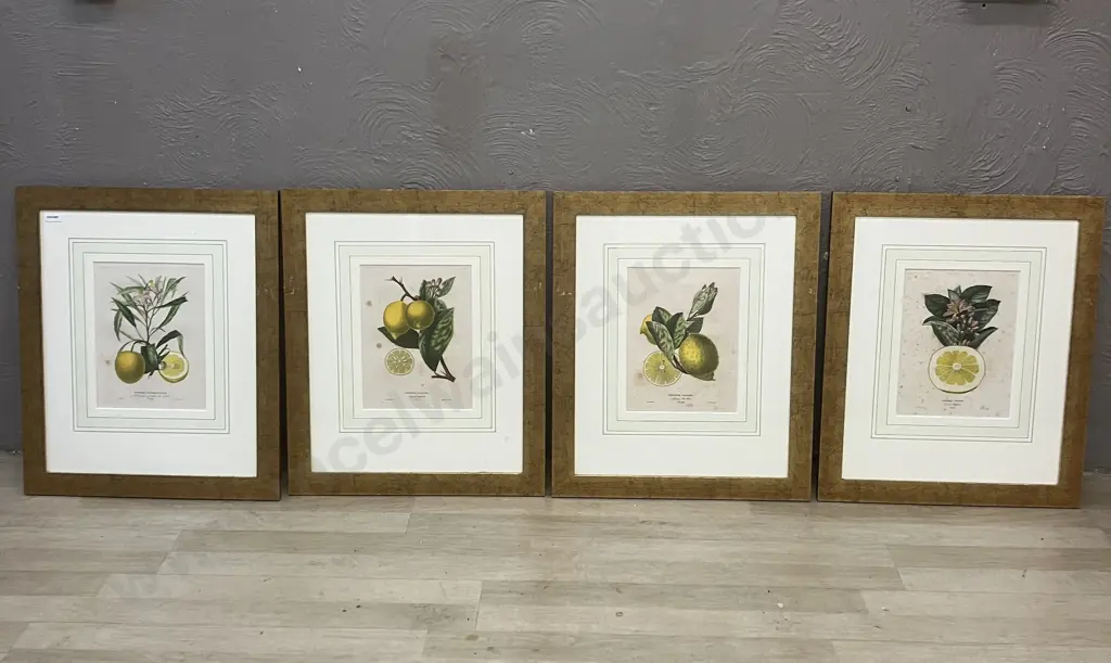 Poiteau Pinx Botanical Color Lithographs x 4 -  Limonier Rosolin, Sauvage, Balotin With Bigaradier A Feuilles De Saule Image 1++