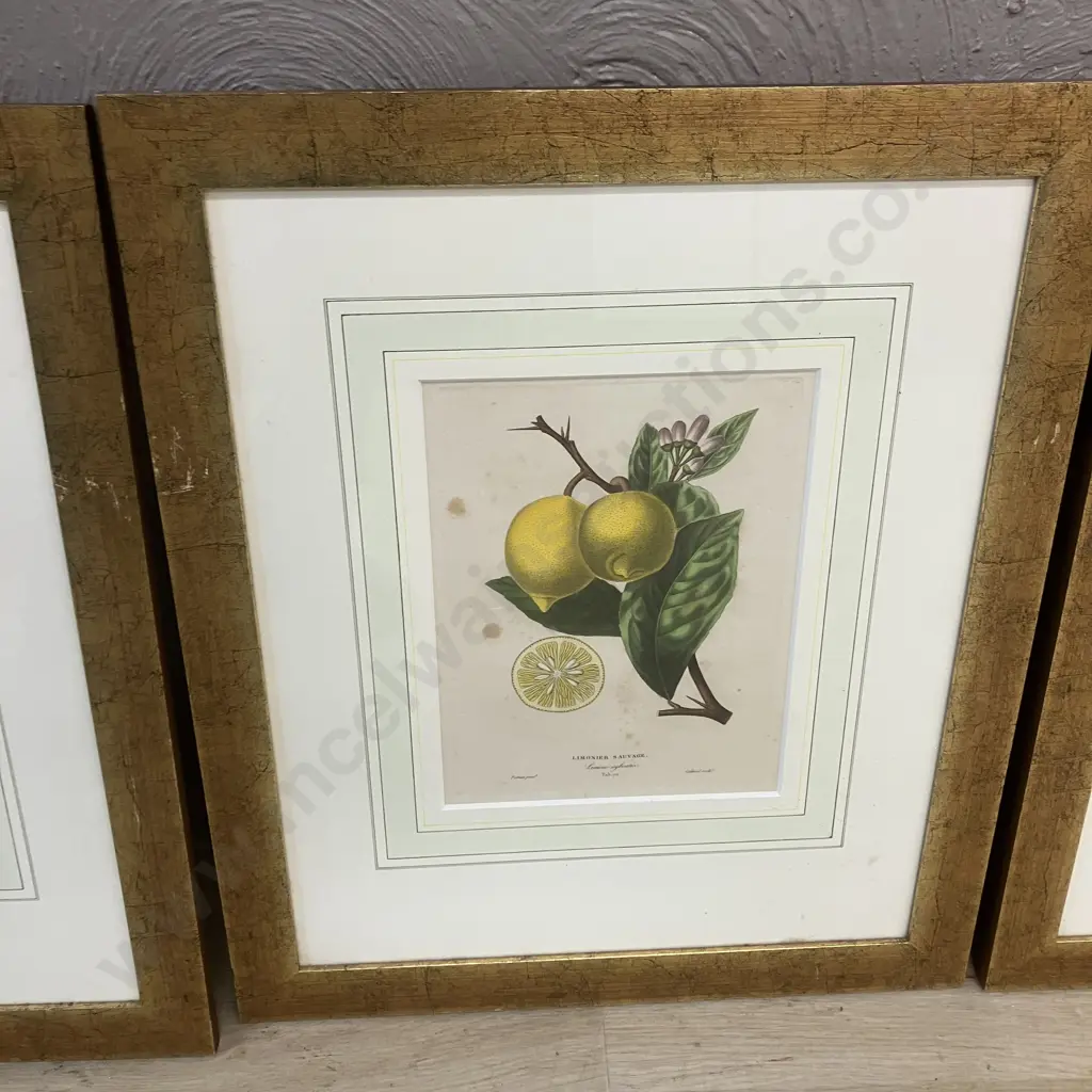 Poiteau Pinx Botanical Color Lithographs x 4 -  Limonier Rosolin, Sauvage, Balotin With Bigaradier A Feuilles De Saule Image 1++