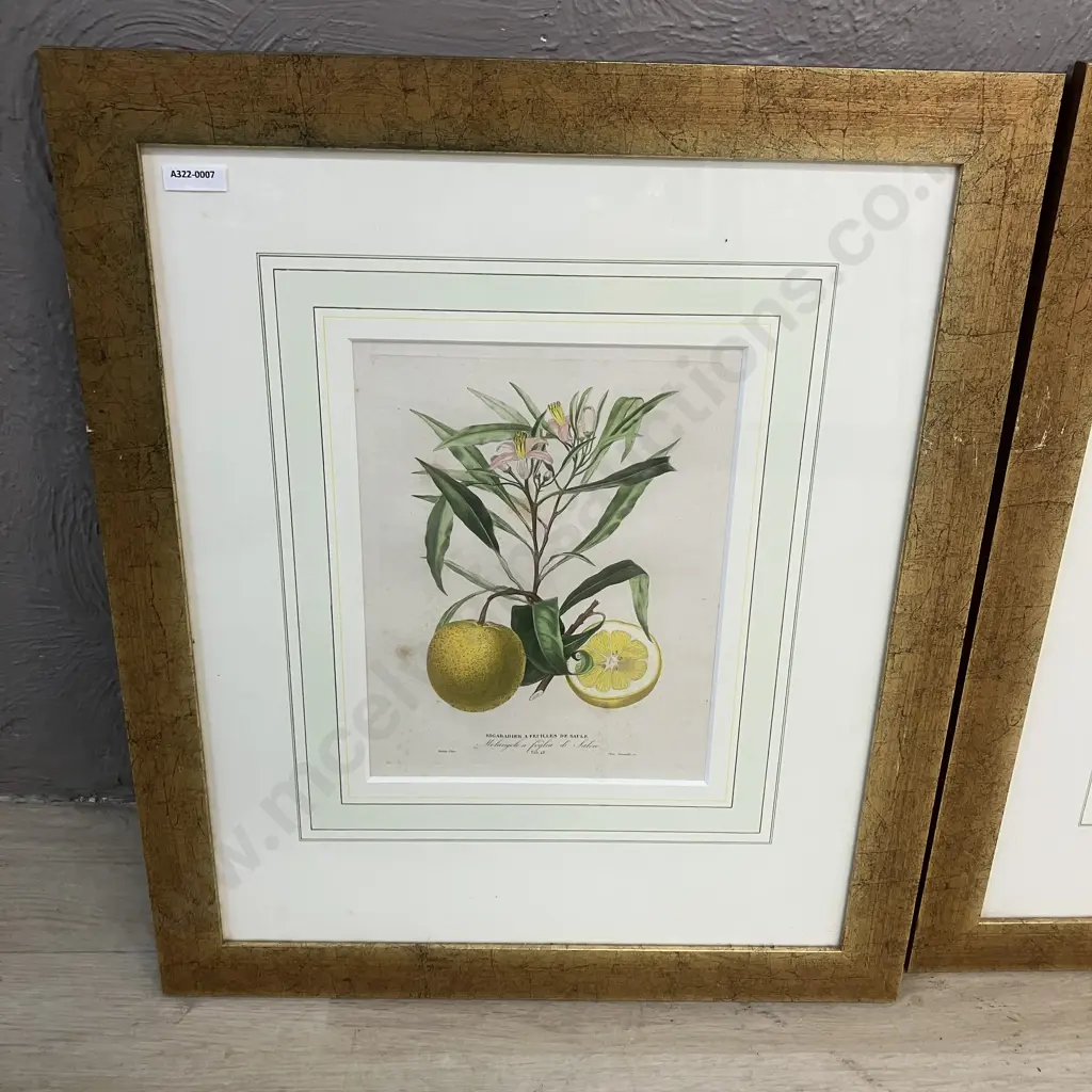 Poiteau Pinx Botanical Color Lithographs x 4 -  Limonier Rosolin, Sauvage, Balotin With Bigaradier A Feuilles De Saule Image 1++