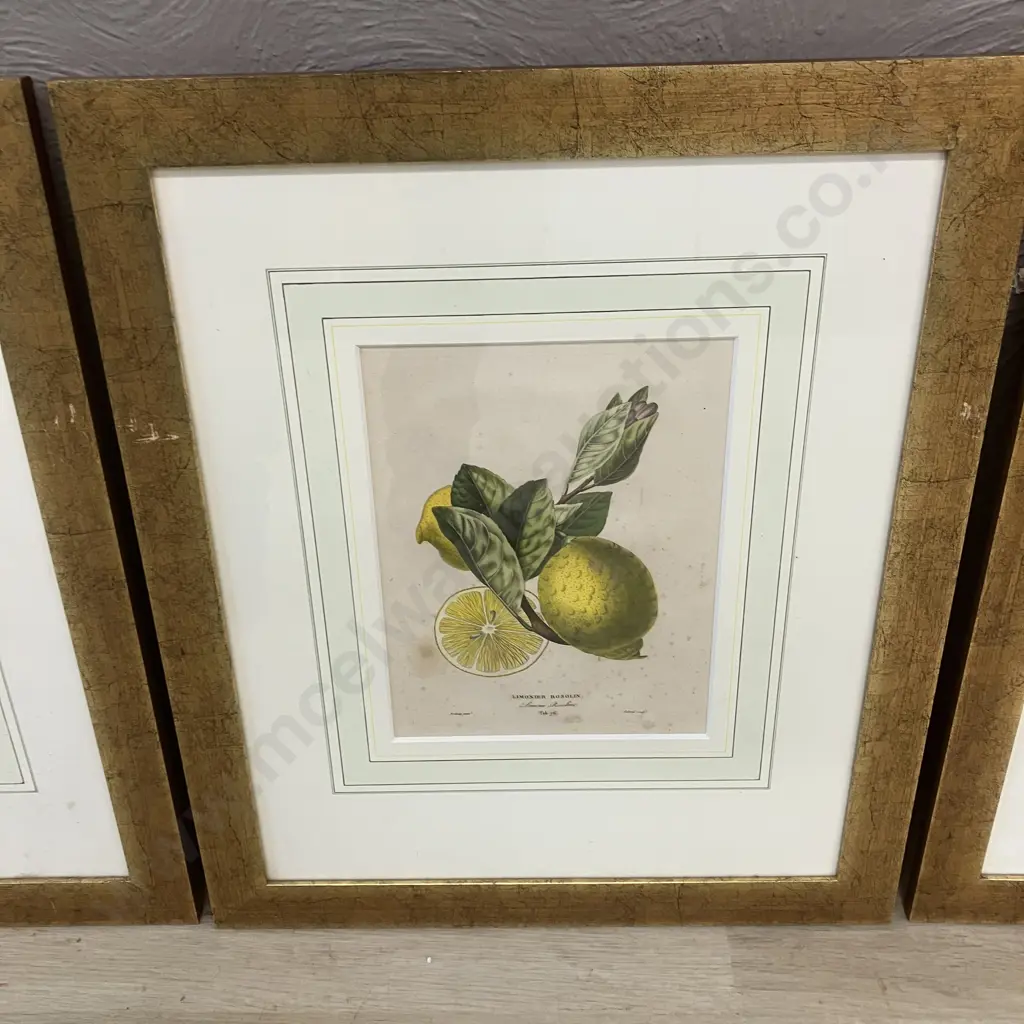 Poiteau Pinx Botanical Color Lithographs x 4 -  Limonier Rosolin, Sauvage, Balotin With Bigaradier A Feuilles De Saule Image 1++