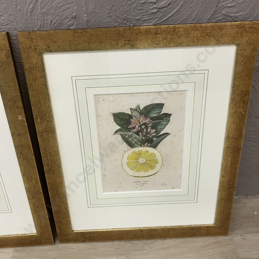 Poiteau Pinx Botanical Color Lithographs x 4 -  Limonier Rosolin, Sauvage, Balotin With Bigaradier A Feuilles De Saule Image 1++