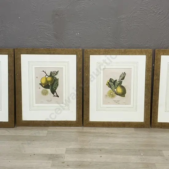 Poiteau Pinx Botanical Color Lithographs x 4 -  Limonier Rosolin, Sauvage, Balotin With Bigaradier A Feuilles De Saule