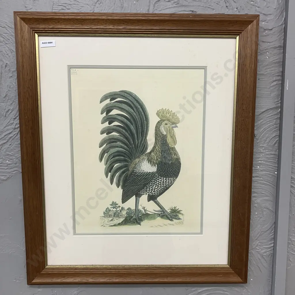 Vintage Johann Frisch c.1731 Cockerel Framed Print. 59 x 50cm Image 1++