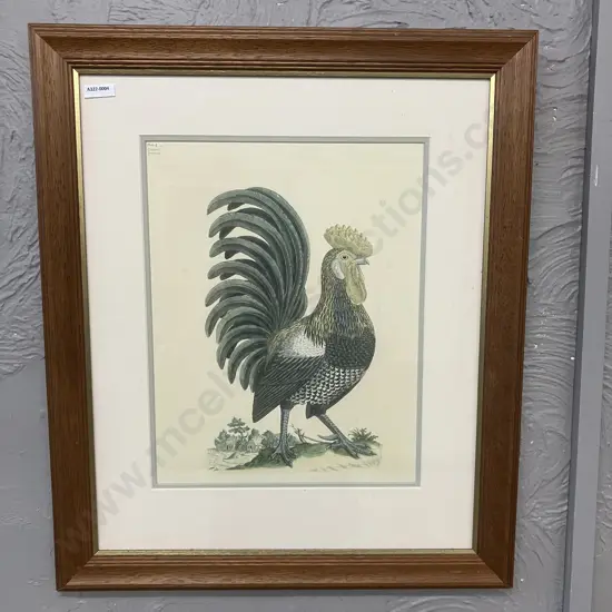 Vintage Johann Frisch c.1731 Cockerel Framed Print. 59 x 50cm