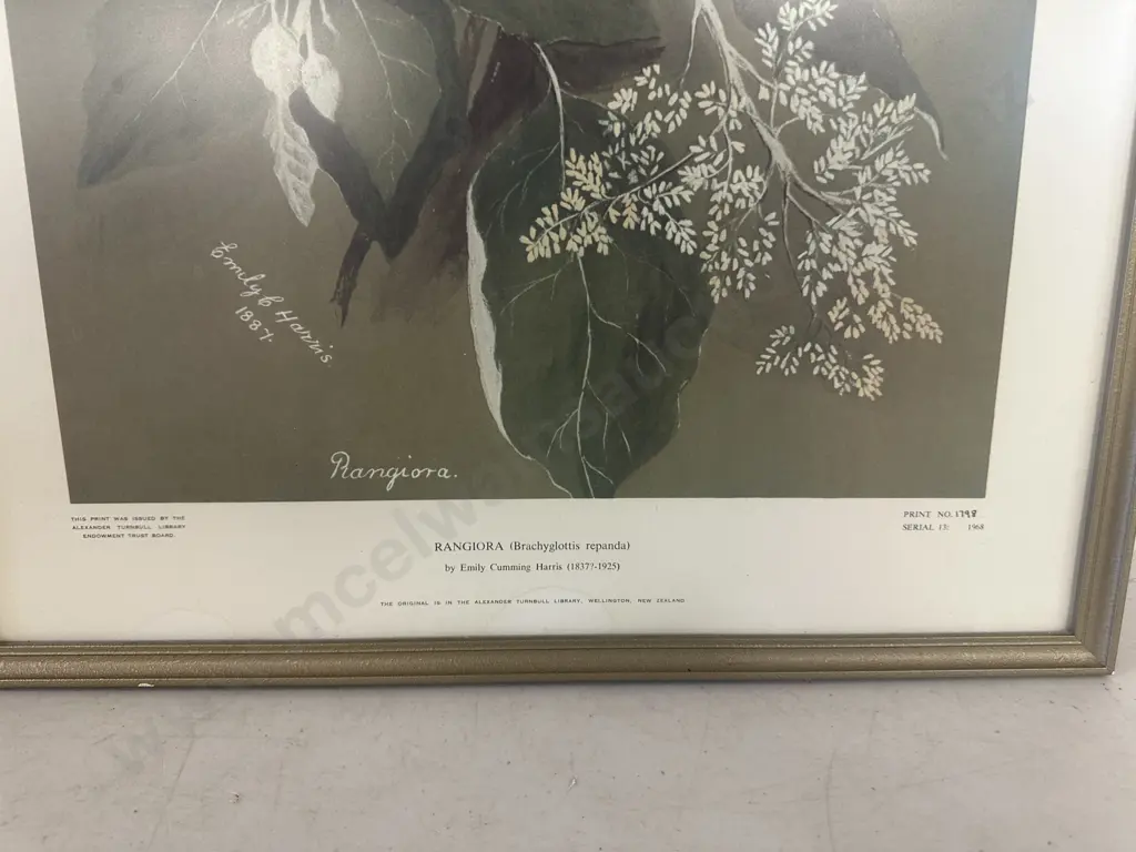 Framed Print 'Rangiora' By Emily Cumming Harris #1798 Serial 13 1968. 57 x 42.5cm. Image 1++