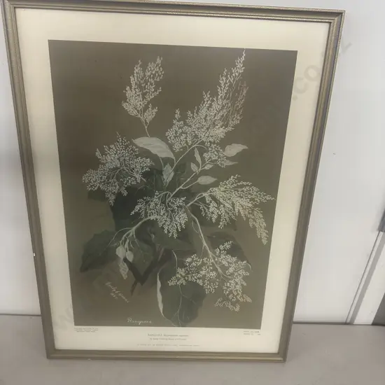 Framed Print 'Rangiora' By Emily Cumming Harris #1798 Serial 13 1968. 57 x 42.5cm.