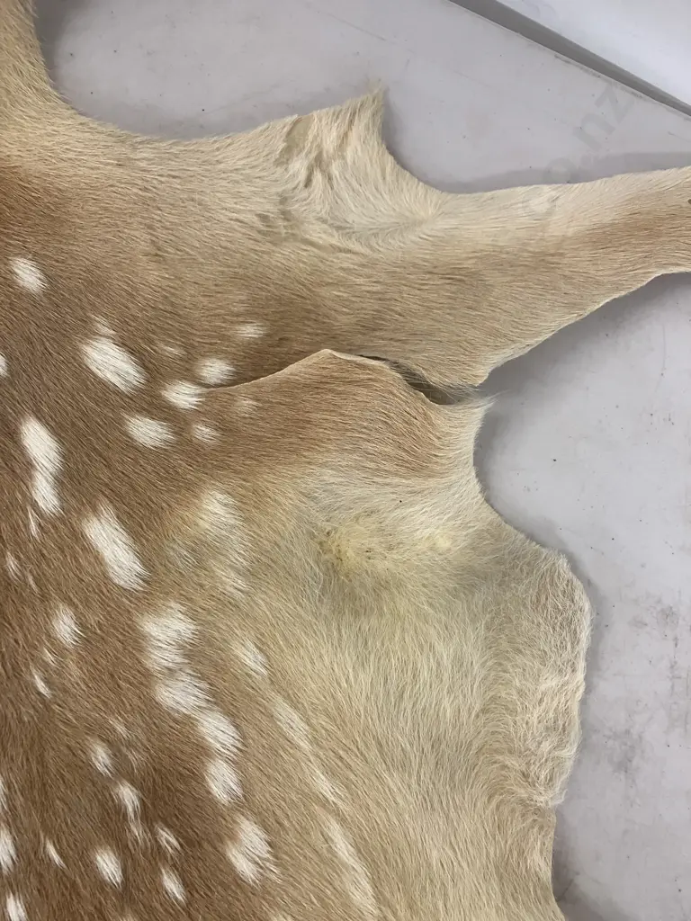 Small Spotted Deer Skin & Retro NZ Tea Towel Image 1++