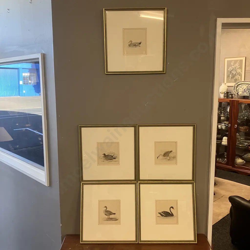 Assorted Vintage Game Birds and Waterfowl Prints x 5, Gold Colour Frames. 36 x 34.5cm Image 1++