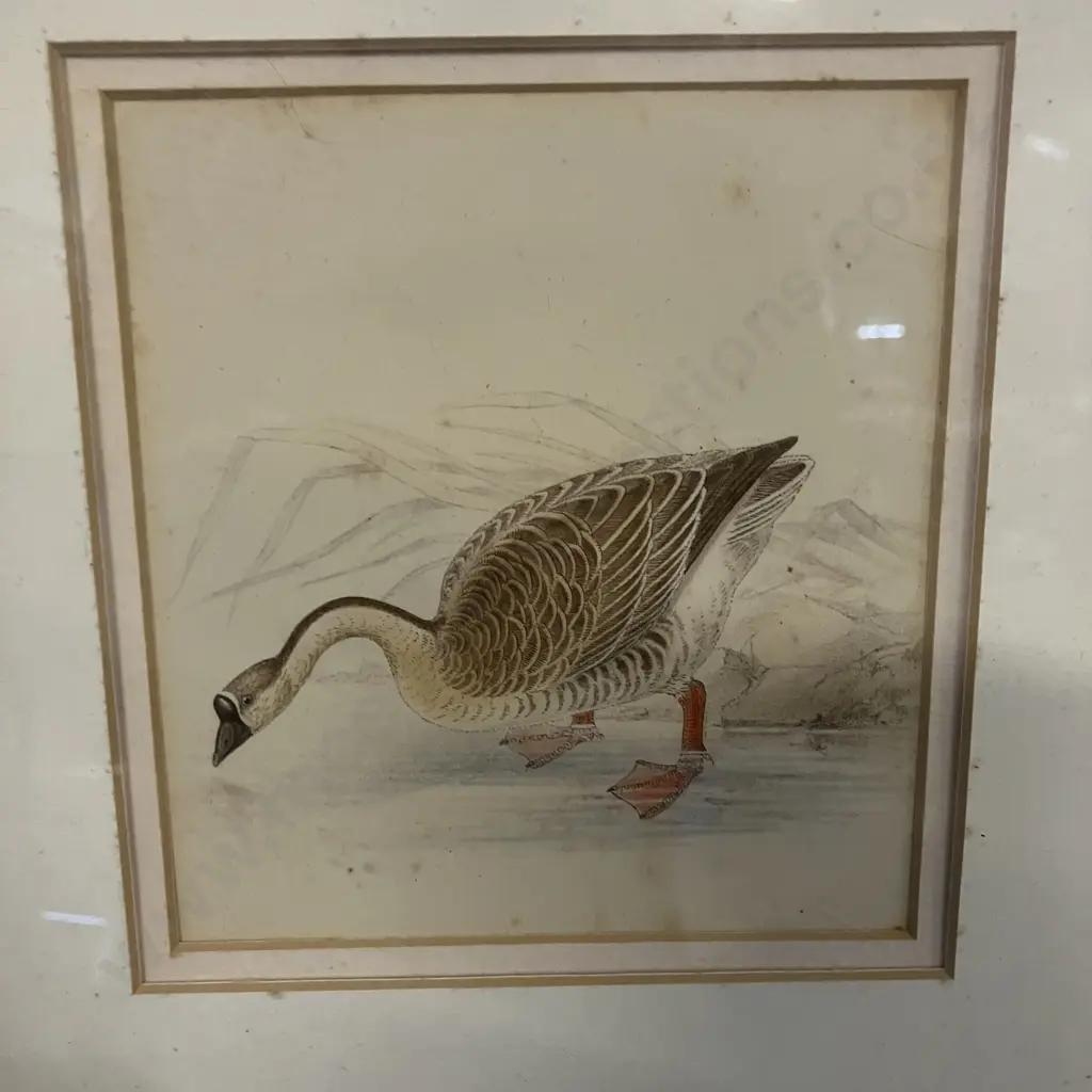 Assorted Vintage Game Birds and Waterfowl Prints x 5, Gold Colour Frames. 36 x 34.5cm Image 1++