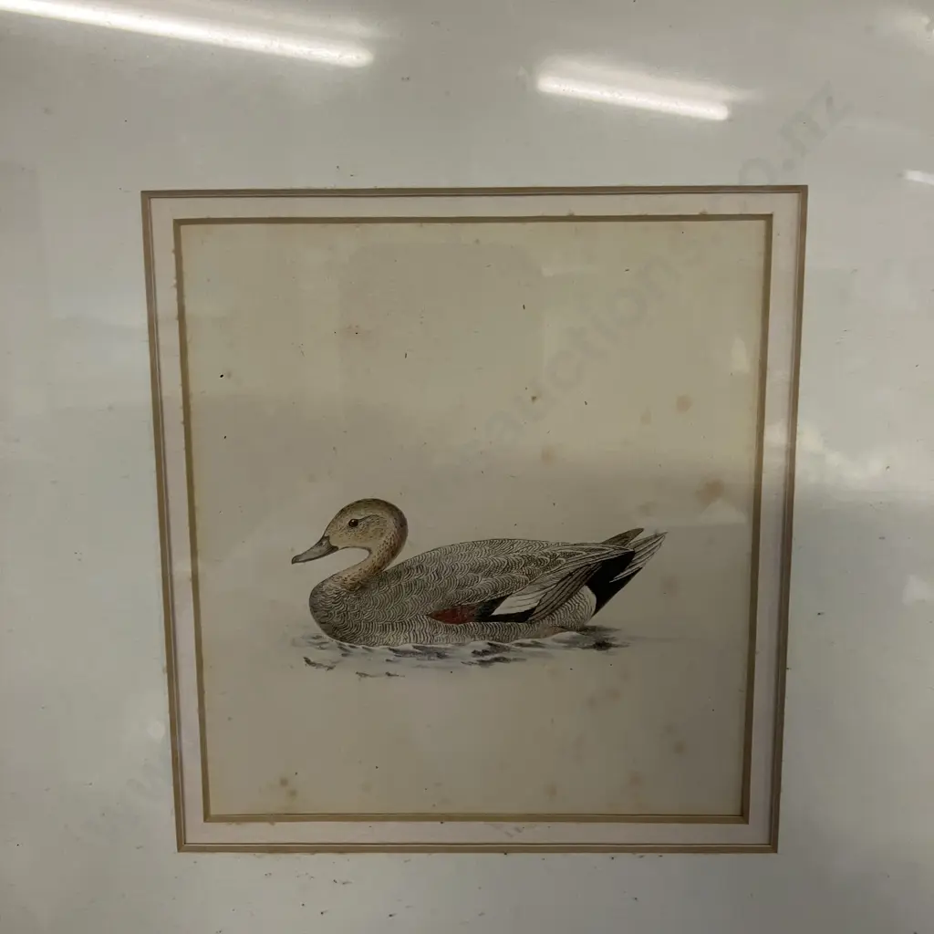 Assorted Vintage Game Birds and Waterfowl Prints x 5, Gold Colour Frames. 36 x 34.5cm Image 1++