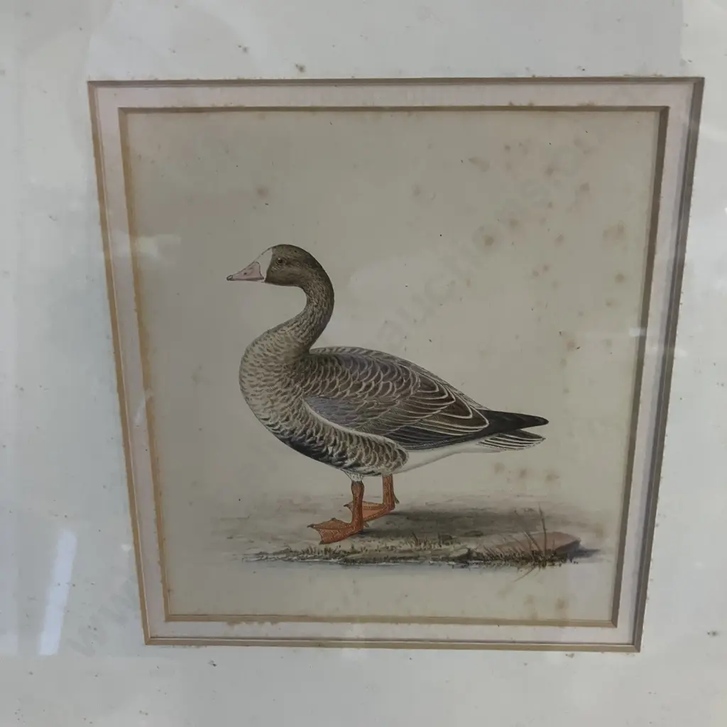 Assorted Vintage Game Birds and Waterfowl Prints x 5, Gold Colour Frames. 36 x 34.5cm Image 1++