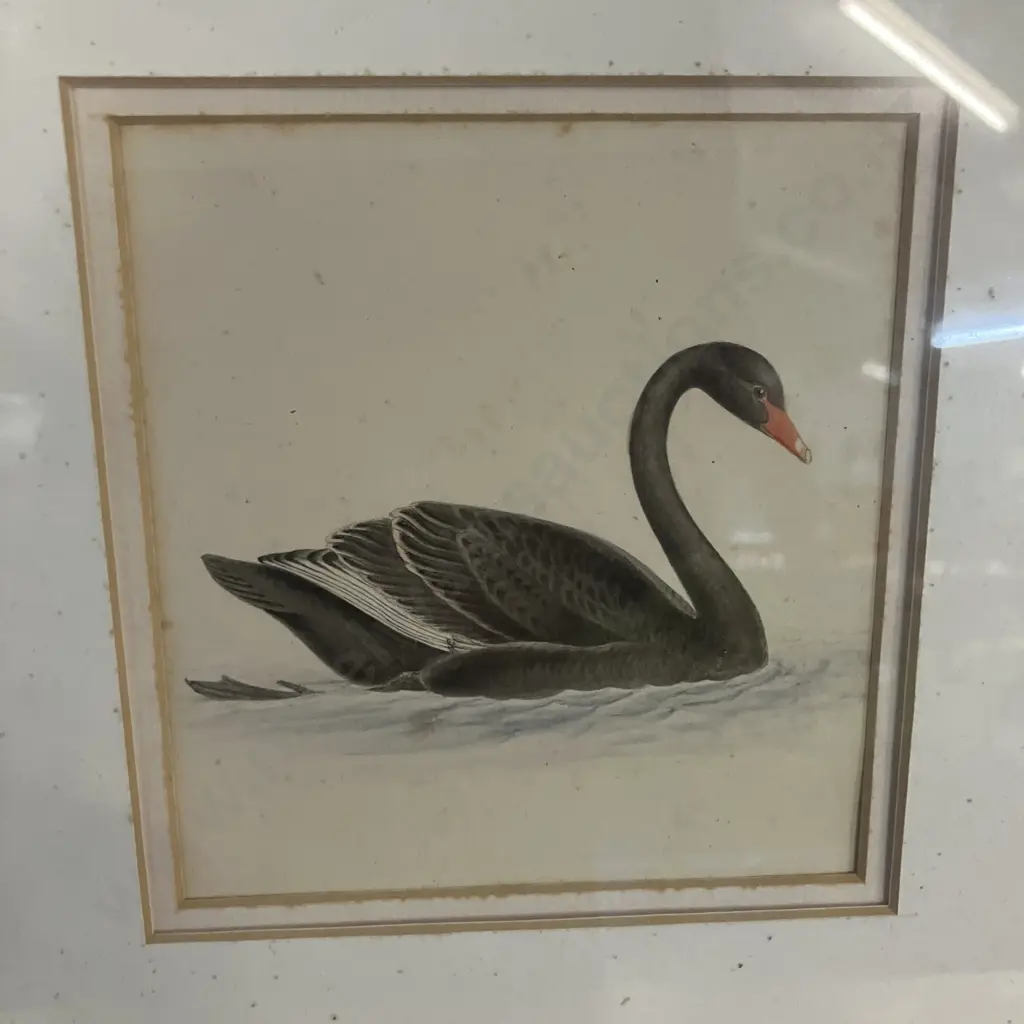 Assorted Vintage Game Birds and Waterfowl Prints x 5, Gold Colour Frames. 36 x 34.5cm Image 1++