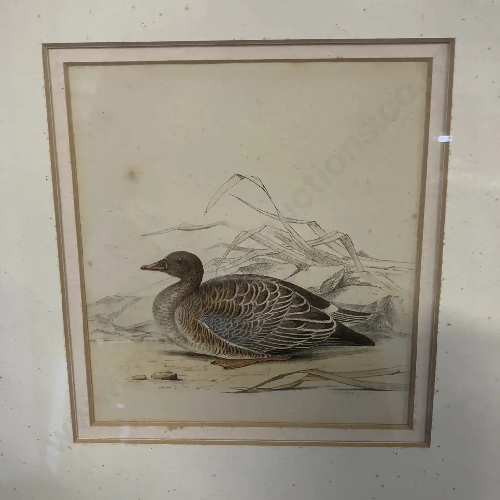 Assorted Vintage Game Birds and Waterfowl Prints x 5, Gold Colour Frames. 36 x 34.5cm Image 1++