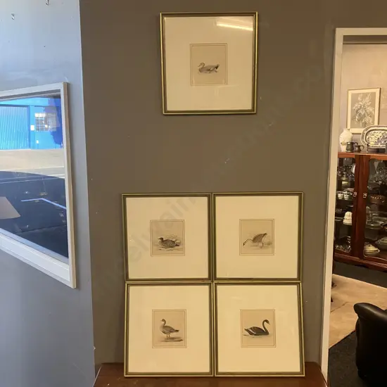 Assorted Vintage Game Birds and Waterfowl Prints x 5, Gold Colour Frames. 36 x 34.5cm