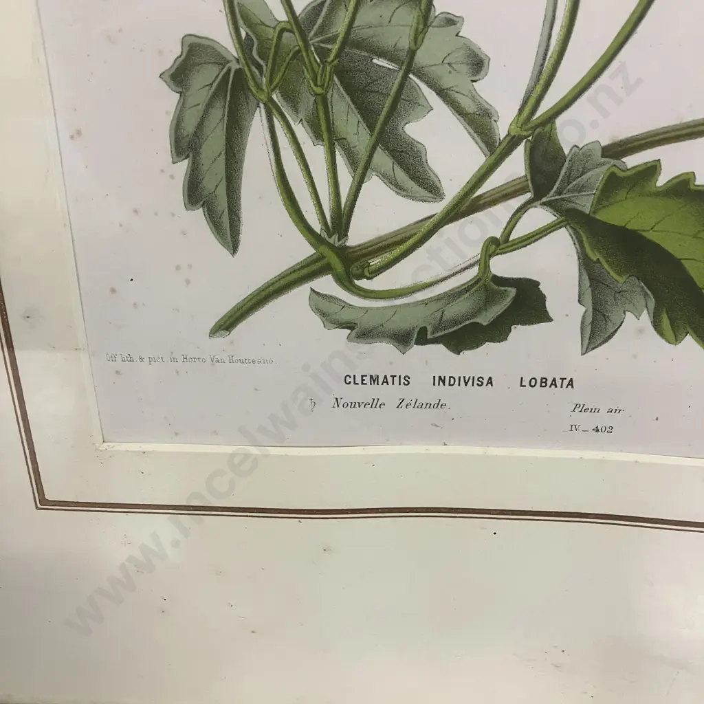 Louis Van Houtte "Clematis Indvisa Lobata" Nouvelle Zelande Framed Fine Art Print. 42.5 x 32cm Image 1++