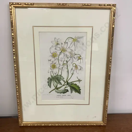 Louis Van Houtte "Clematis Indvisa Lobata" Nouvelle Zelande Framed Fine Art Print. 42.5 x 32cm