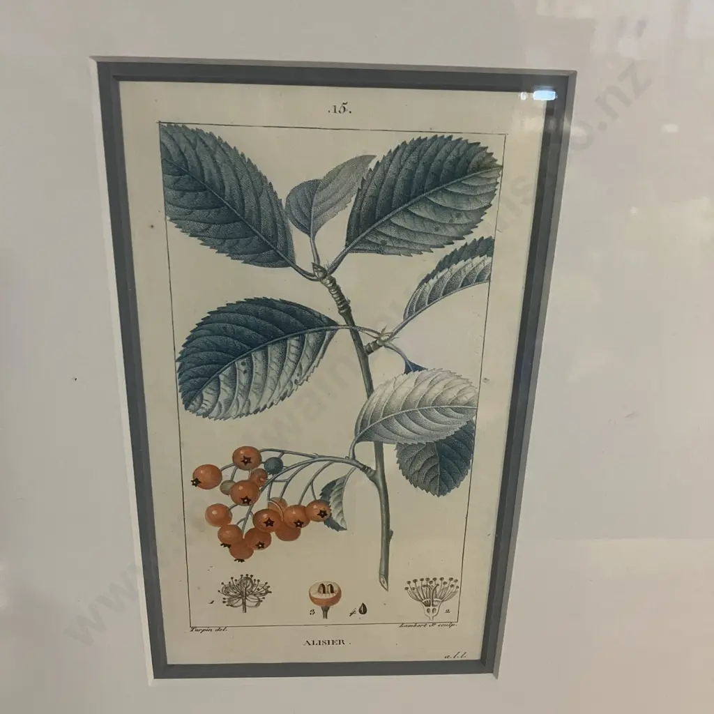 Fine Art Print - '15 Alisier' [Wild Service Tree] c1816 Pierre Jean Francois Turpin (1755 - 1840) 43 x 34cm Image 1++