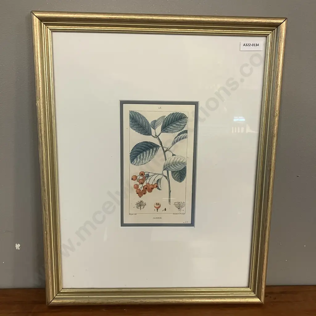 Fine Art Print - '15 Alisier' [Wild Service Tree] c1816 Pierre Jean Francois Turpin (1755 - 1840) 43 x 34cm Image 1++