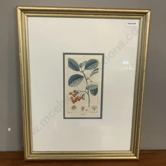 Fine Art Print - '15 Alisier' [Wild Service Tree] c1816 Pierre Jean Francois Turpin (1755 - 1840) 43 x 34cm