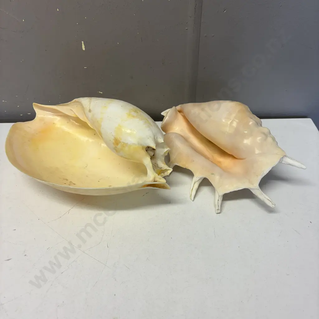 Two large Vintage Shells Image 1++