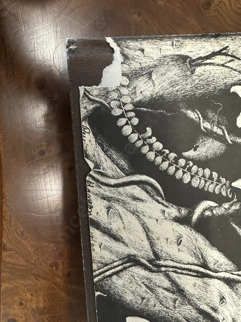 Rei Hamon Artist Of The New Zealand Bush His Life And His Drawings  Image 1++