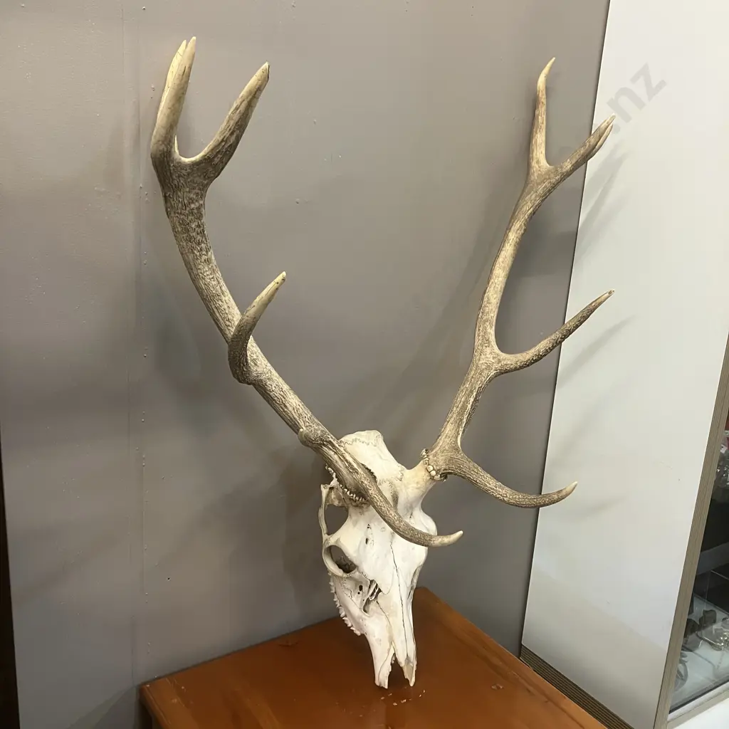 Deer Skull With Eleven Point Antlers. H92cm Image 1++
