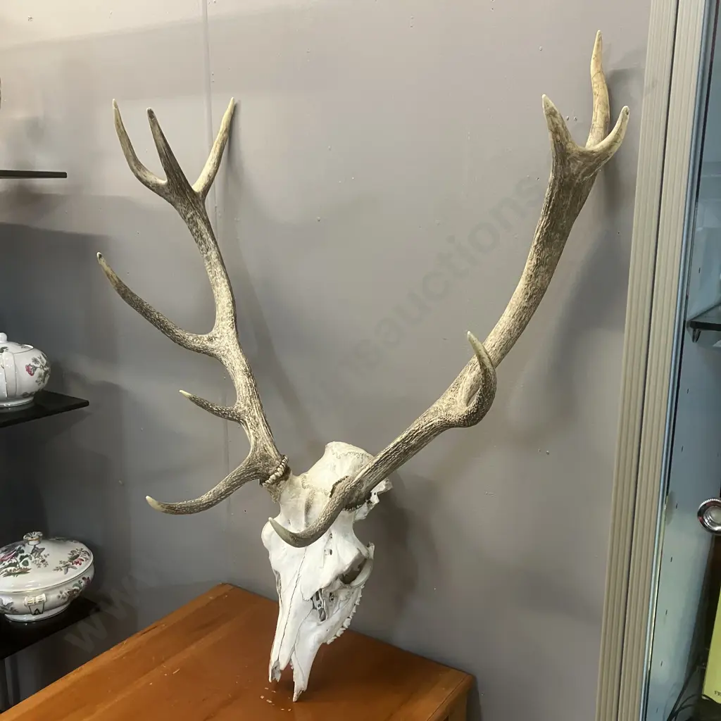 Deer Skull With Eleven Point Antlers. H92cm Image 1++