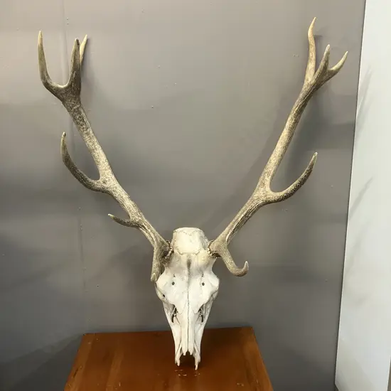 Deer Skull With Eleven Point Antlers. H92cm