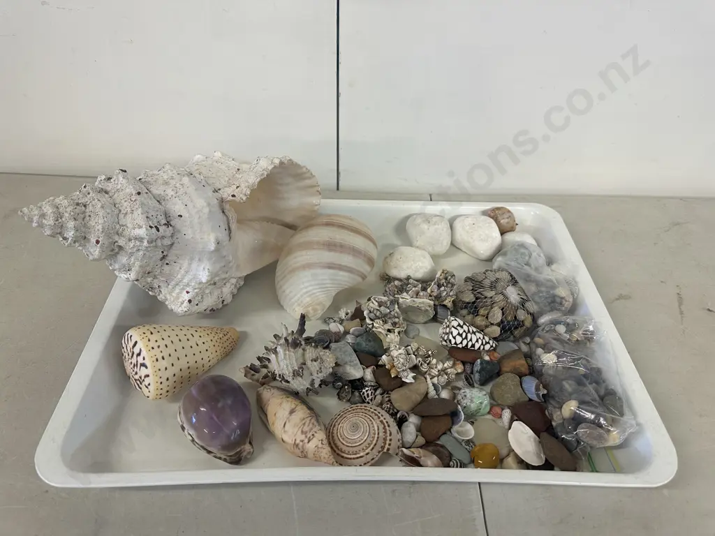 Tray Of Assorted Sea Shells, Stones Etc Image 1++