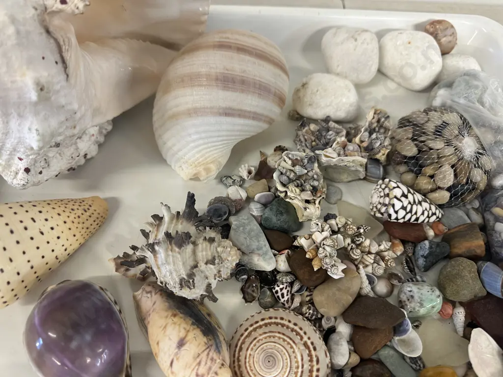 Tray Of Assorted Sea Shells, Stones Etc Image 1++