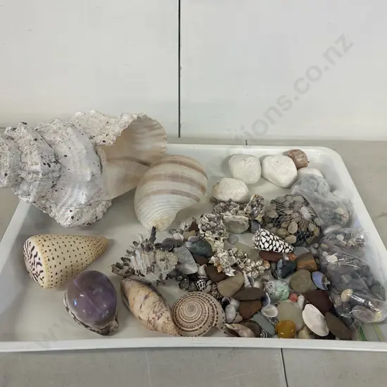 Tray Of Assorted Sea Shells, Stones Etc